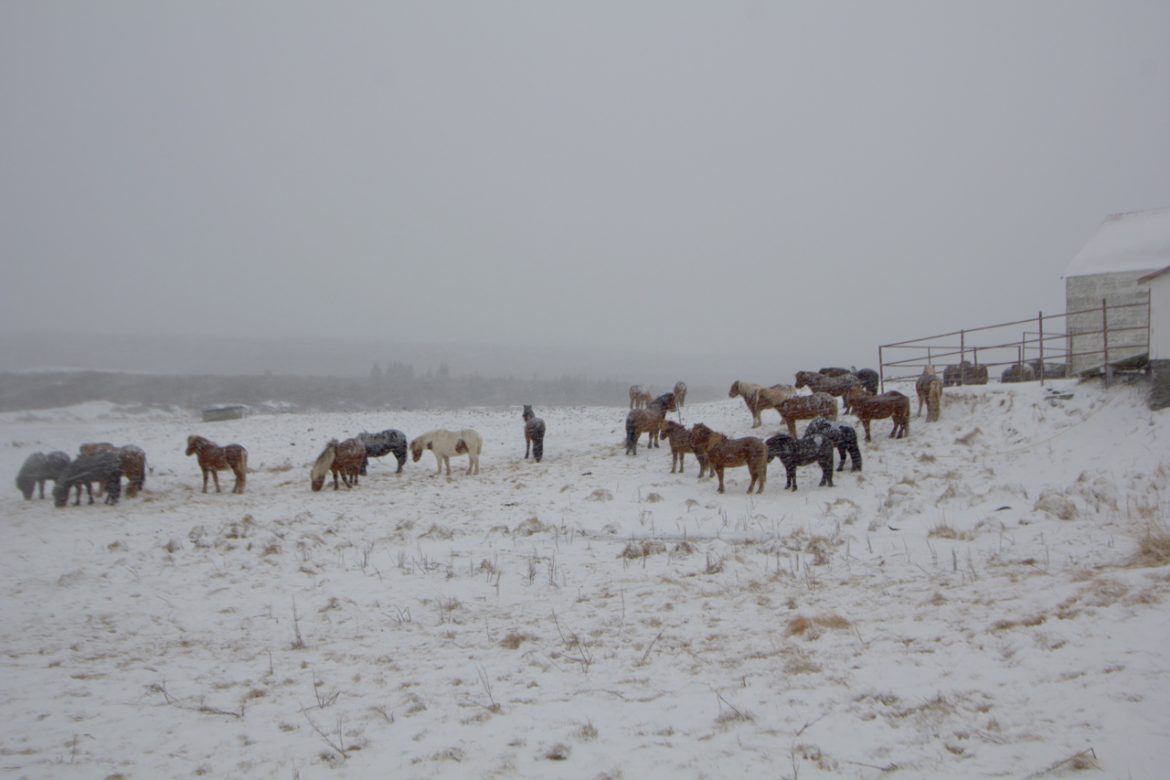 2017_01_ISLANDE_Jour2-13.jpg